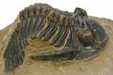 Detailed Hollardops Trilobite - Foum Zguid, Morocco #363173-1